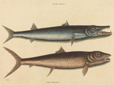 Der Barrakuda Esox barracuda, veröffentlicht 1754 von Mark Catesby