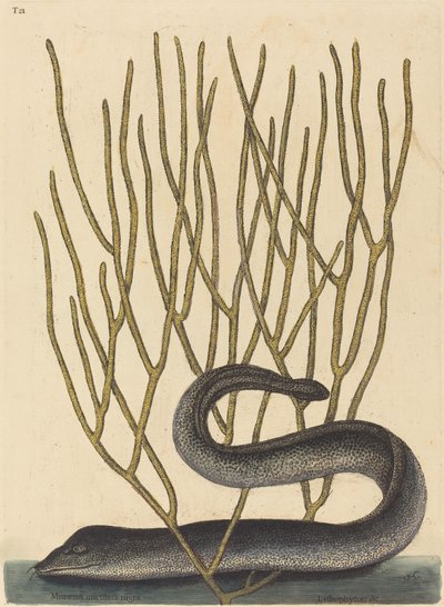 Die Schwarze Muräne (Muraenae helenae varietas) von Mark Catesby