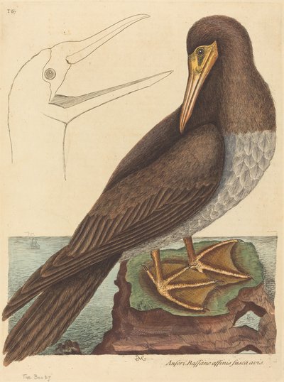 Der Tölpel Pelecanus Sula von Mark Catesby