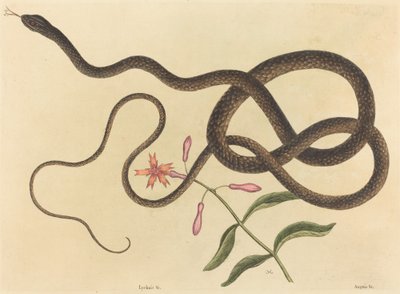 Die Peitschenschlange Coluber flagellum, veröffentlicht 1731-1743 von Mark Catesby