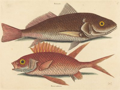 Der Croker (Perca undulata) von Mark Catesby