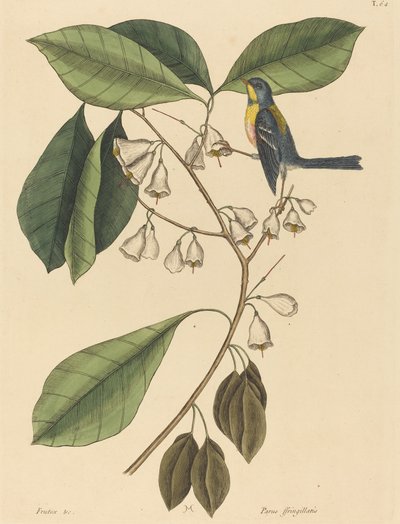 Der Finkenkletterer (Parus americanus) von Mark Catesby