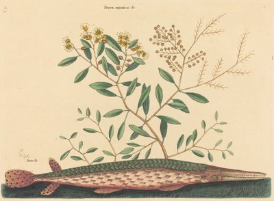 Der grüne Hecht (Esox osseus) von Mark Catesby