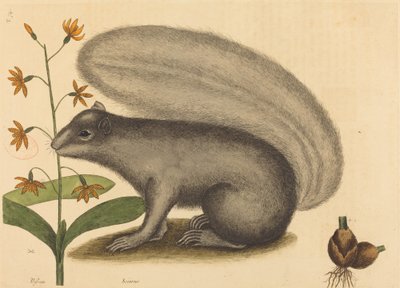 Das Graue Eichhörnchen (Sciurus cinereus) von Mark Catesby