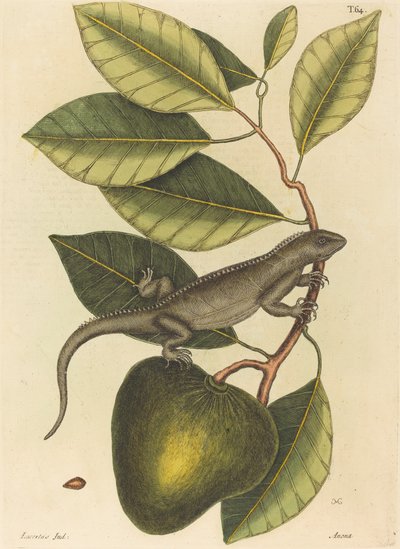 Die Guana Lacerta Iguana von Mark Catesby
