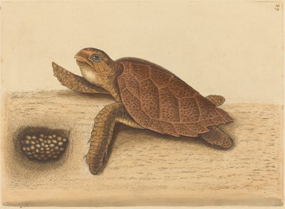Die Karettschildkröte (Testudo caretta) von Mark Catesby