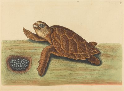 Die Karettschildkröte Testudo caretta, veröffentlicht 1731-1743 von Mark Catesby