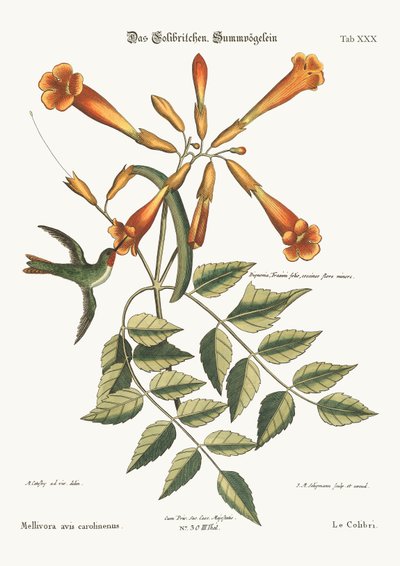 Der Kolibri, 1749-73 von Mark Catesby