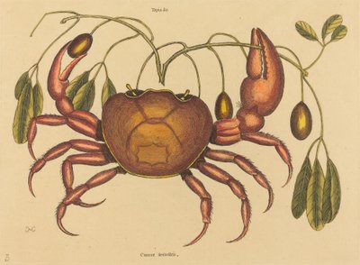 Die Landkrabbe Cancer ruricola von Mark Catesby