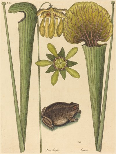 Der Landfrosch Rana von Mark Catesby