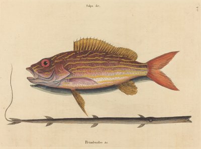 Der Lane-Snapper von Mark Catesby