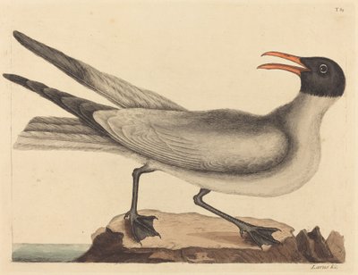 Die Lachmöwe Larus articilla, veröffentlicht 1731-1743 von Mark Catesby