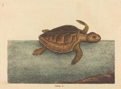 Die Unechte Karettschildkröte Testudo Cavanna, veröffentlicht 1731-1743 von Mark Catesby