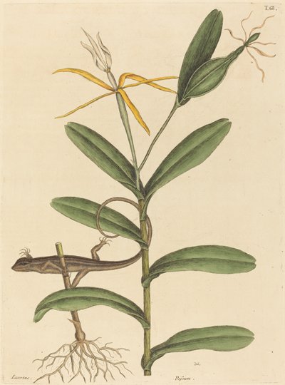 Die Lyon-Eidechse Lacerta 6-lineata, veröffentlicht 1731-1743 von Mark Catesby