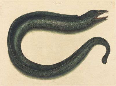 Die Muräne (Muraena helena) von Mark Catesby