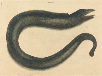 Die Muräne Muraena helena, veröffentlicht 1731-1743 von Mark Catesby