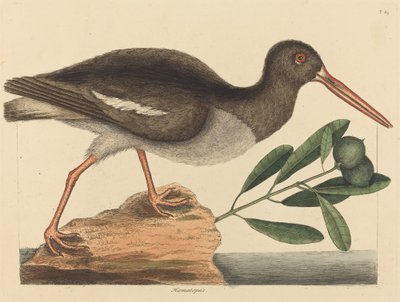 Der Austernfischer (Haematopus ostralegus), veröffentlicht 1731-1743 von Mark Catesby