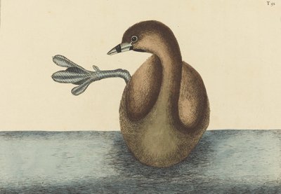 Der Tauchervogel Colymbus podiceps, veröffentlicht 1731-1743 von Mark Catesby