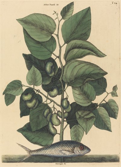 Die Sardine Argentina carolina, veröffentlicht 1731-1743 von Mark Catesby