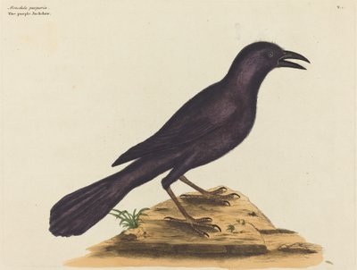 Die Purpurgrackel von Mark Catesby