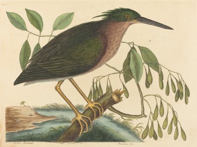 Der kleine Rohrdommel Ardea virescens, veröffentlicht 1754 von Mark Catesby