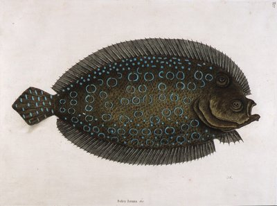 Die Seezunge (Solea lunata & c) von Mark Catesby