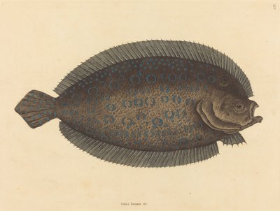 Die Seezunge Pleuronectes lunatus, veröffentlicht 1731-1743 von Mark Catesby