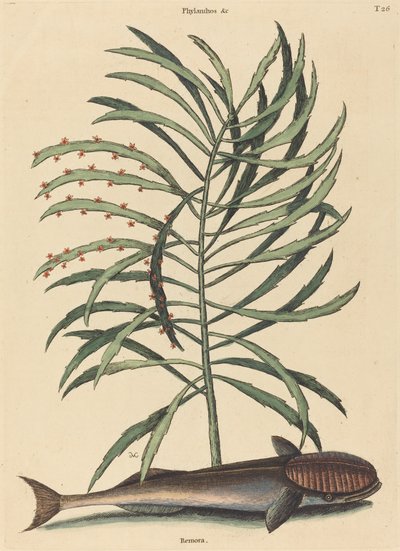 Der Saugnapf-Fisch (Echeneis Naucratis) von Mark Catesby