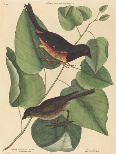 Der Towhe-Vogel von Mark Catesby