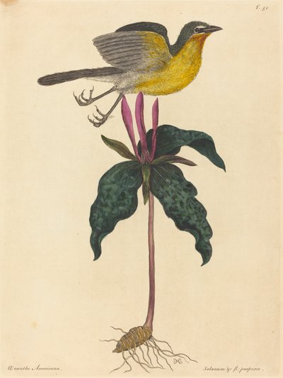 Der Gelbbrustsänger, veröffentlicht 1754 von Mark Catesby