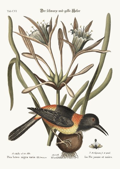 Der gelbe und schwarze Pye, 1749-73 von Mark Catesby