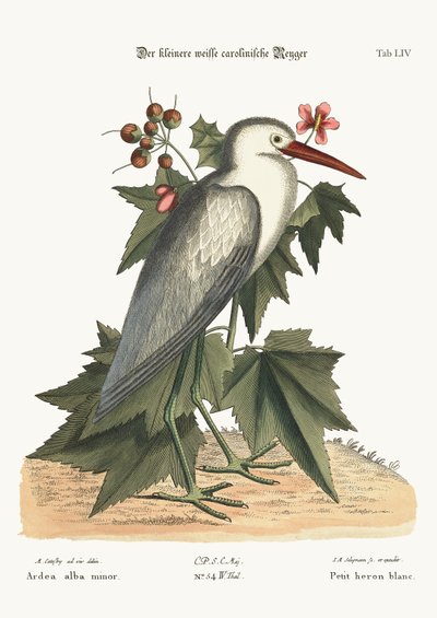 Der kleine weiße Reiher, 1749-73 von Mark Catesby