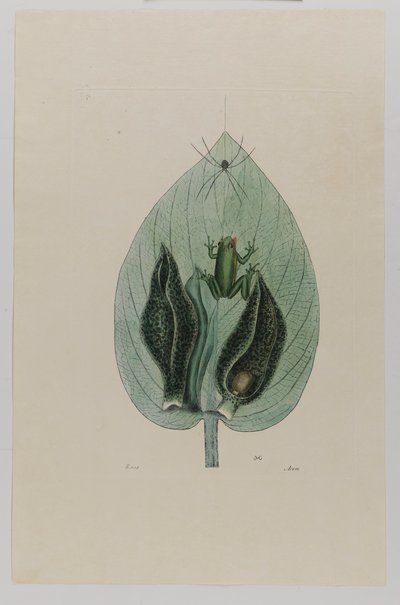 Baumfrosch von Mark Catesby