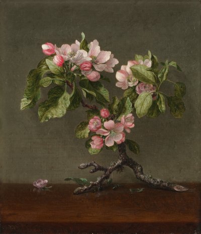 Apfelblüten, 1873 von Martin Johnson Heade