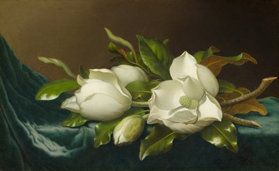 Magnolien auf hellblauem Samttuch von Martin Johnson Heade