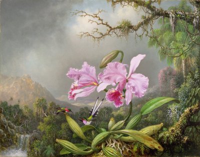 Studie einer Orchidee, 1872 von Martin Johnson Heade