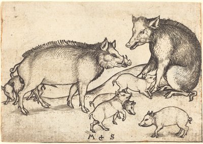 Schweinefamilie von Martin Schongauer