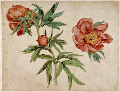 Studie von Pfingstrosen von Martin Schongauer