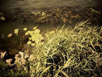 Am Fluss von Martina Konitzky
