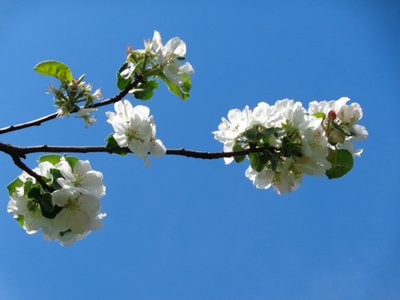 Apfelblüte von Martina Konitzky