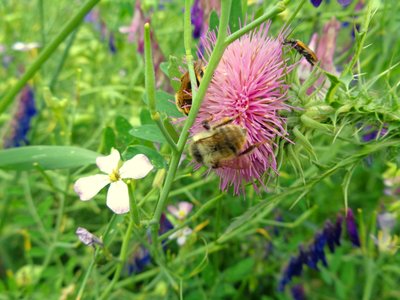 Bienen von Martina Konitzky