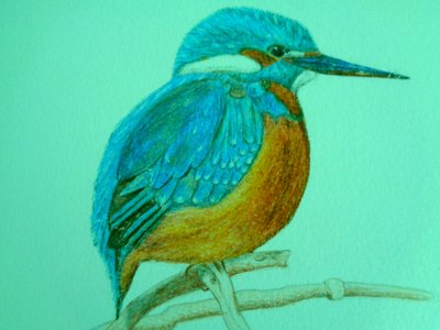 Vogel von Martina Konitzky