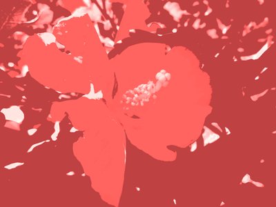 Blüte von Martina Konitzky
