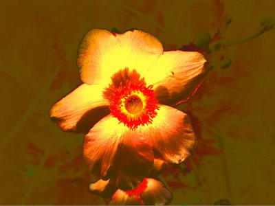 Blume von Martina Konitzky