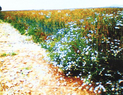 Feldweg von Martina Konitzky