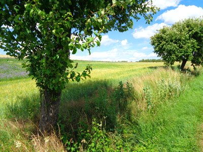 Feldweg im Sommer von Martina Konitzky