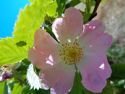 Heckenrose von Martina Konitzky