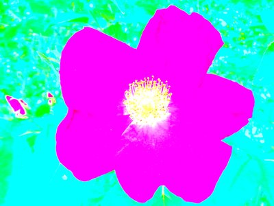 Popart Hommage Andy Warhol von Martina Konitzky