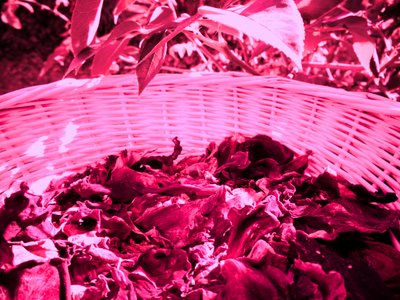 Rosenblätter Potpourri von Martina Konitzky