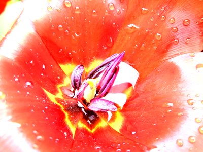 Tulpe von Martina Konitzky